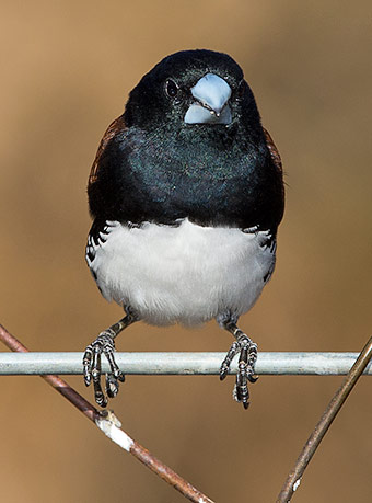 Red-backed Mannikin